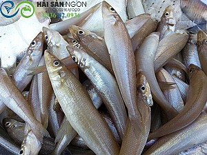 Cá bống biển (cá bống đục)