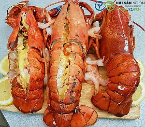 Tôm hùm đang bơi -  tôm hùm ngất